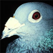На снимке голубь с прикреплённым к клюву дополнительным магнитом, который 'забивает' естественный компас птицы (фото с сайта nationalgeographic.com).